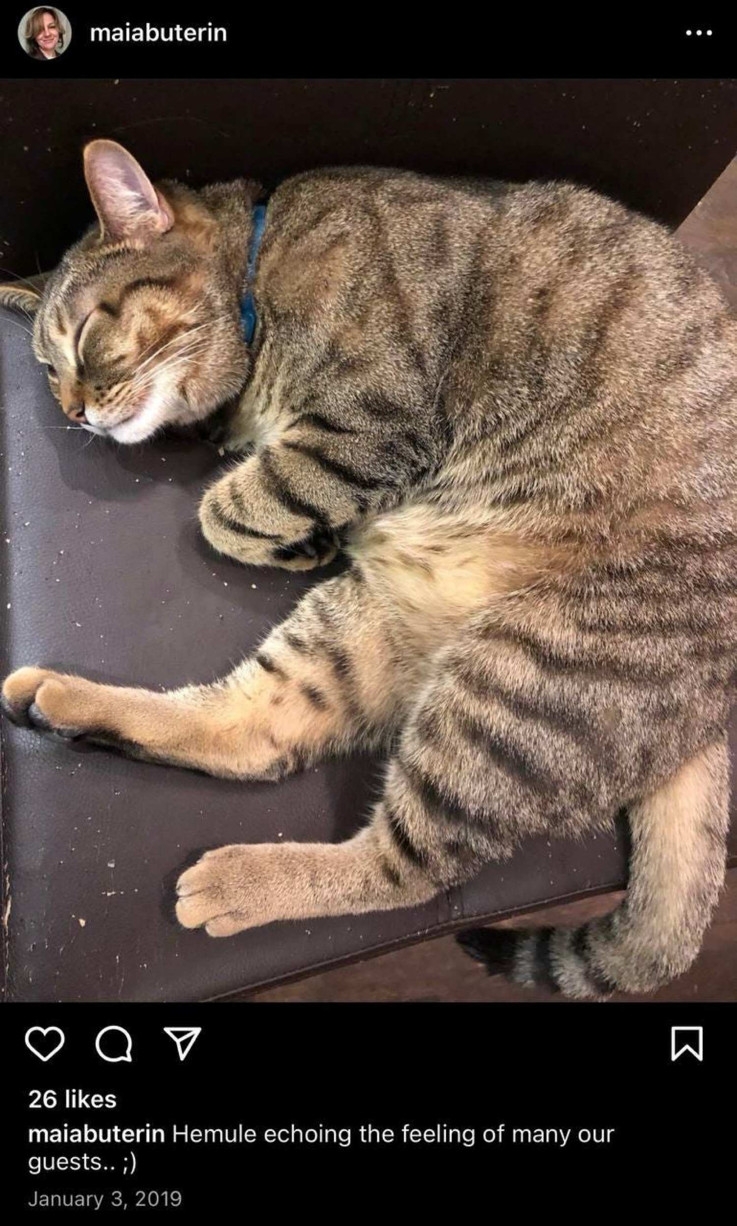 Hemule sleeping on chair